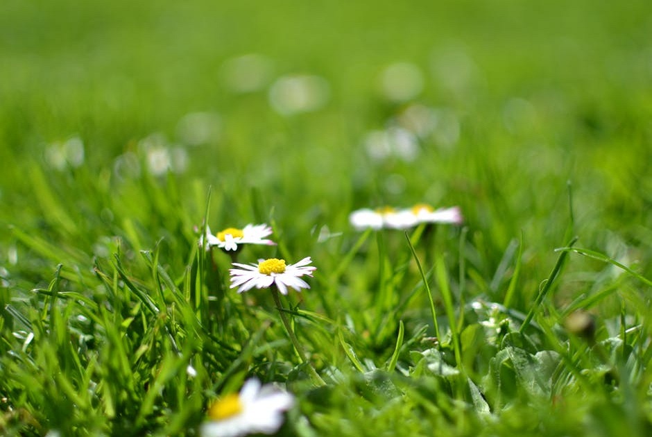 It’s Almost That Time of Year Again – Spring Lawn Care 101