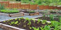 Tips to Prepare a Garden Bed for Planting Vegetables