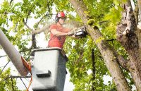 What Do I Need To Know Before Hiring A Tree Service