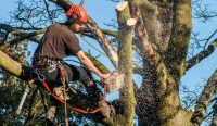 What Do I Need To Know Before Hiring A Tree Trimmer