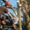 What Do I Need To Know Before Hiring A Tree Trimmer?