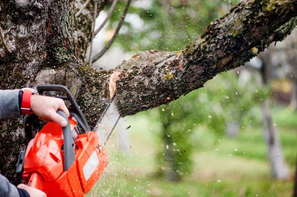 3 Precautions before Cutting Trees